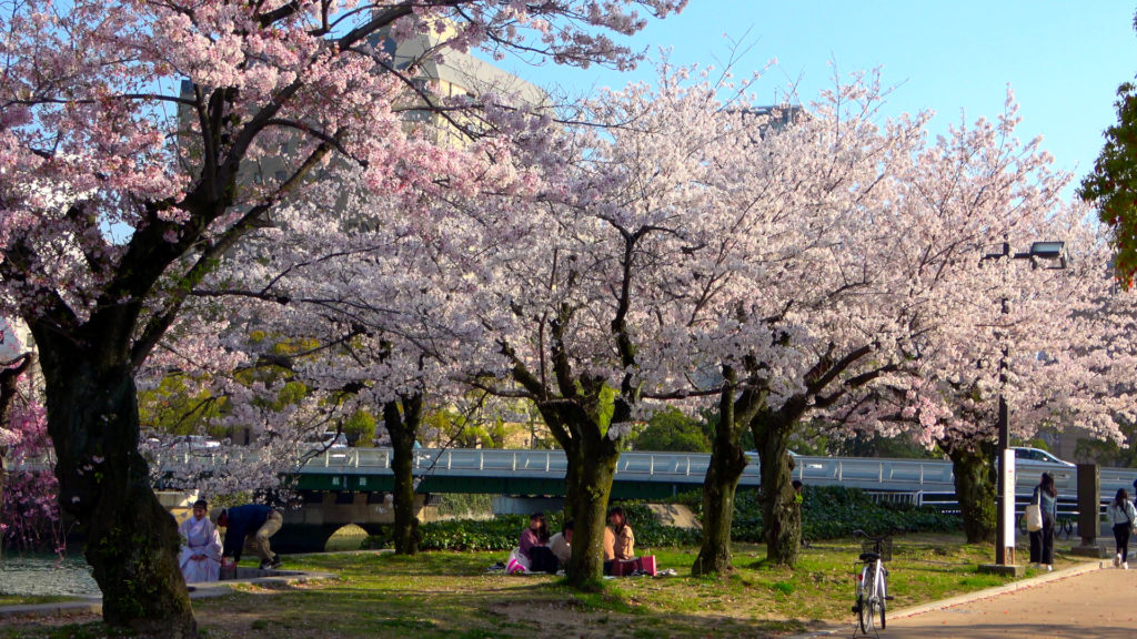 Hanami im Friedensgedenkpark