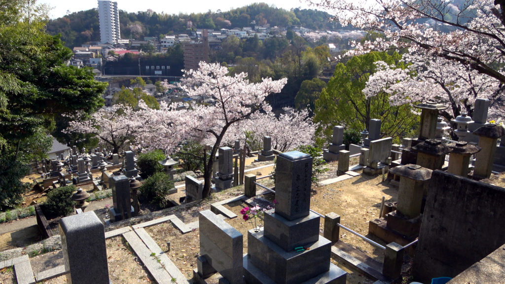 Sakurabäume auf einem Friedhof