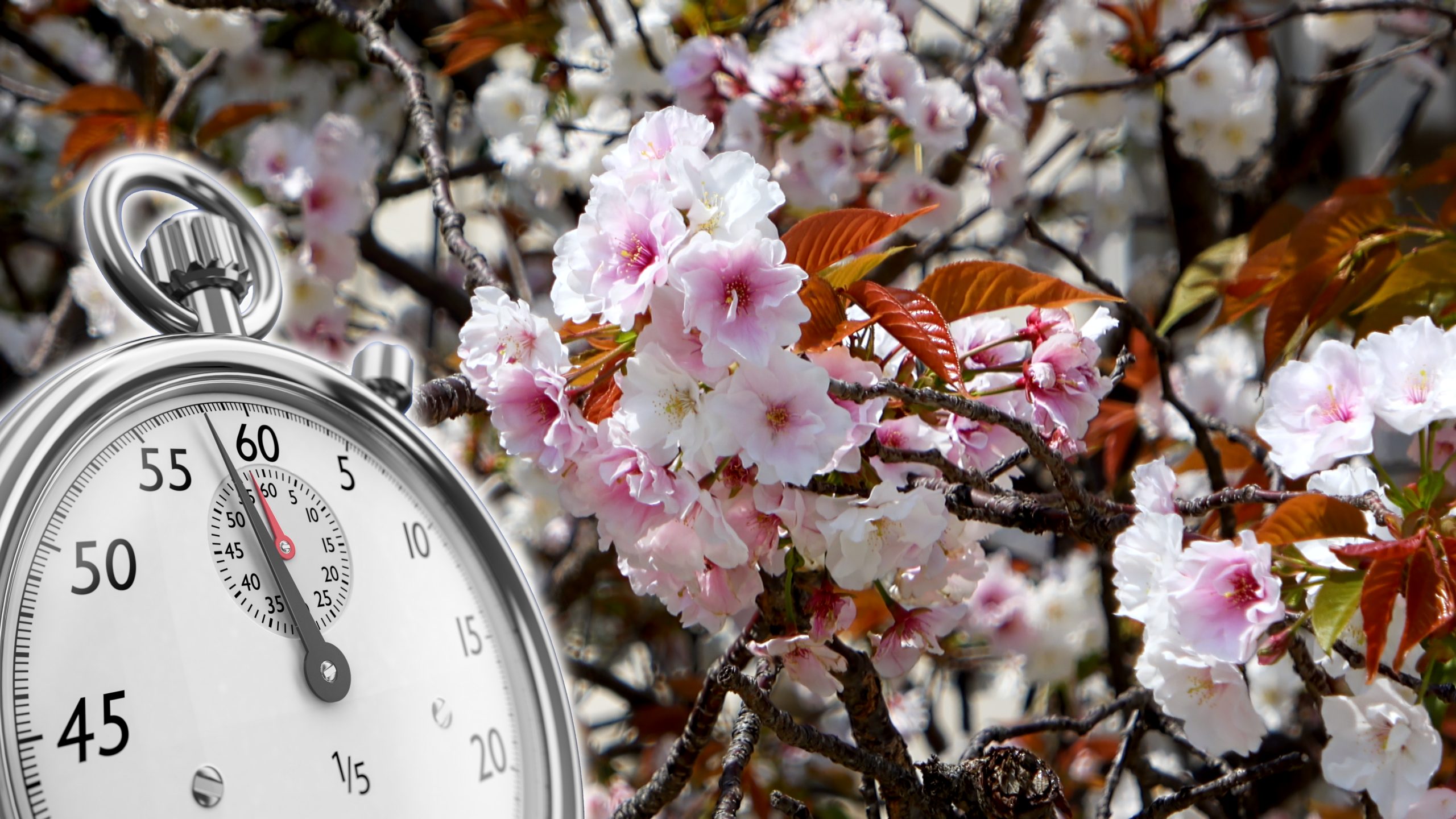 Sakura fangen immer früher an, zu blühen.