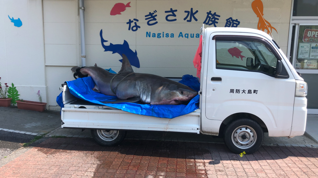 Weißer Hai in Japan