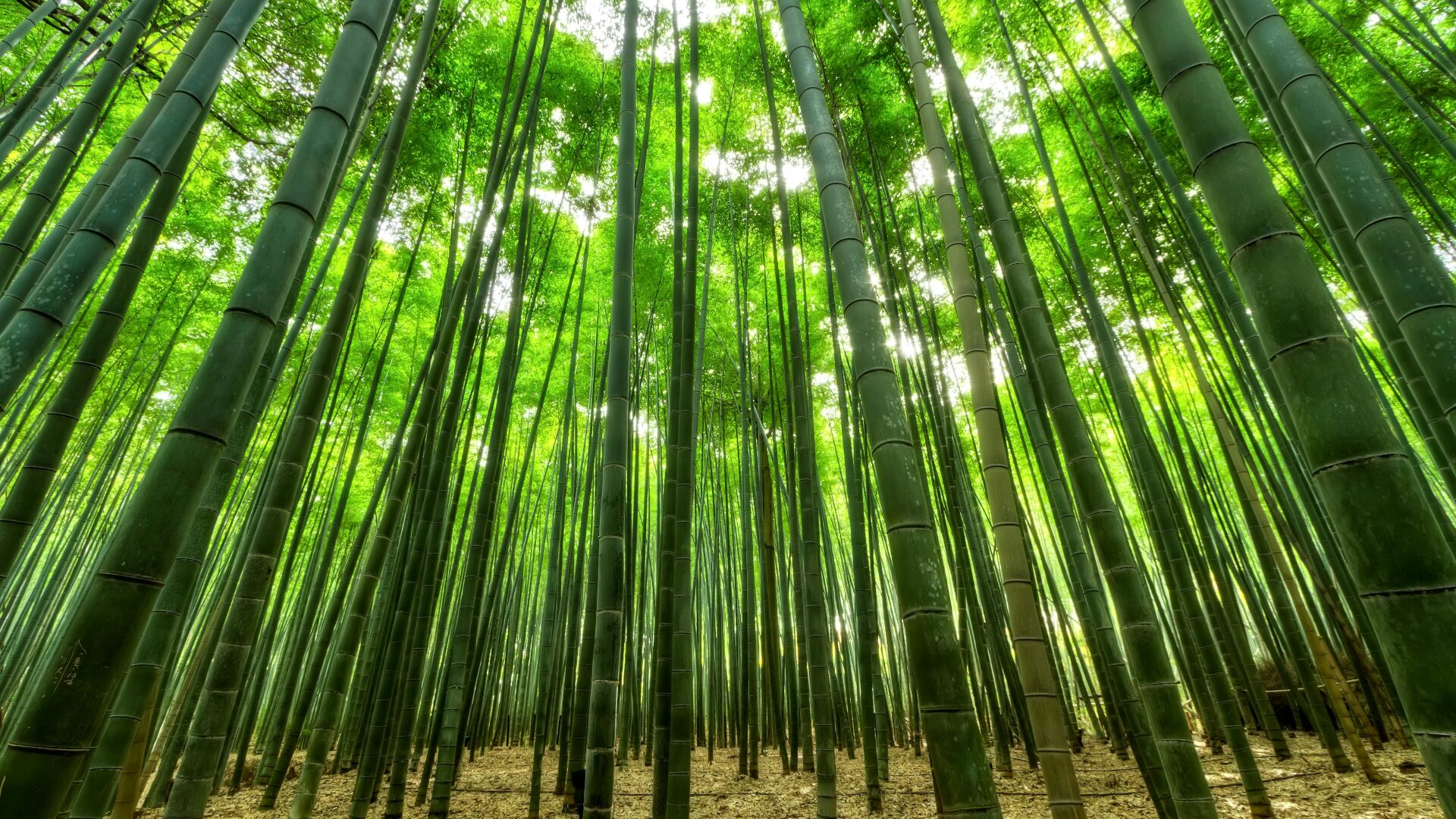 Der Bambuwald von Arashiyama (Quelle: Pexels)