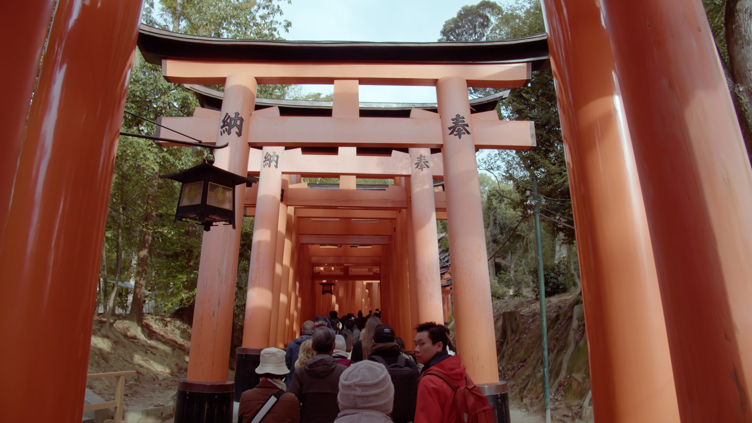 Torii beim Fushimi Inari