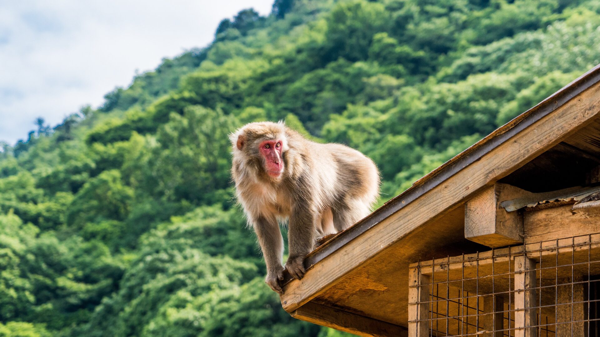 Arashiyama Affenpark Iwatayama (Quelle: Pixabay)