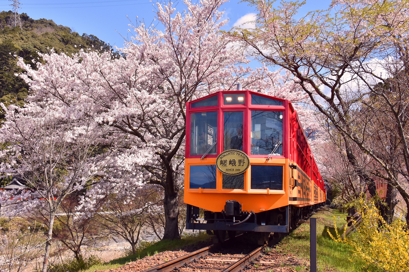 Sagano Romantic Train während der Kirschblüte (Quelle: 嵯峨野観光鉄道株式会社 / Sagano Romantic Train)