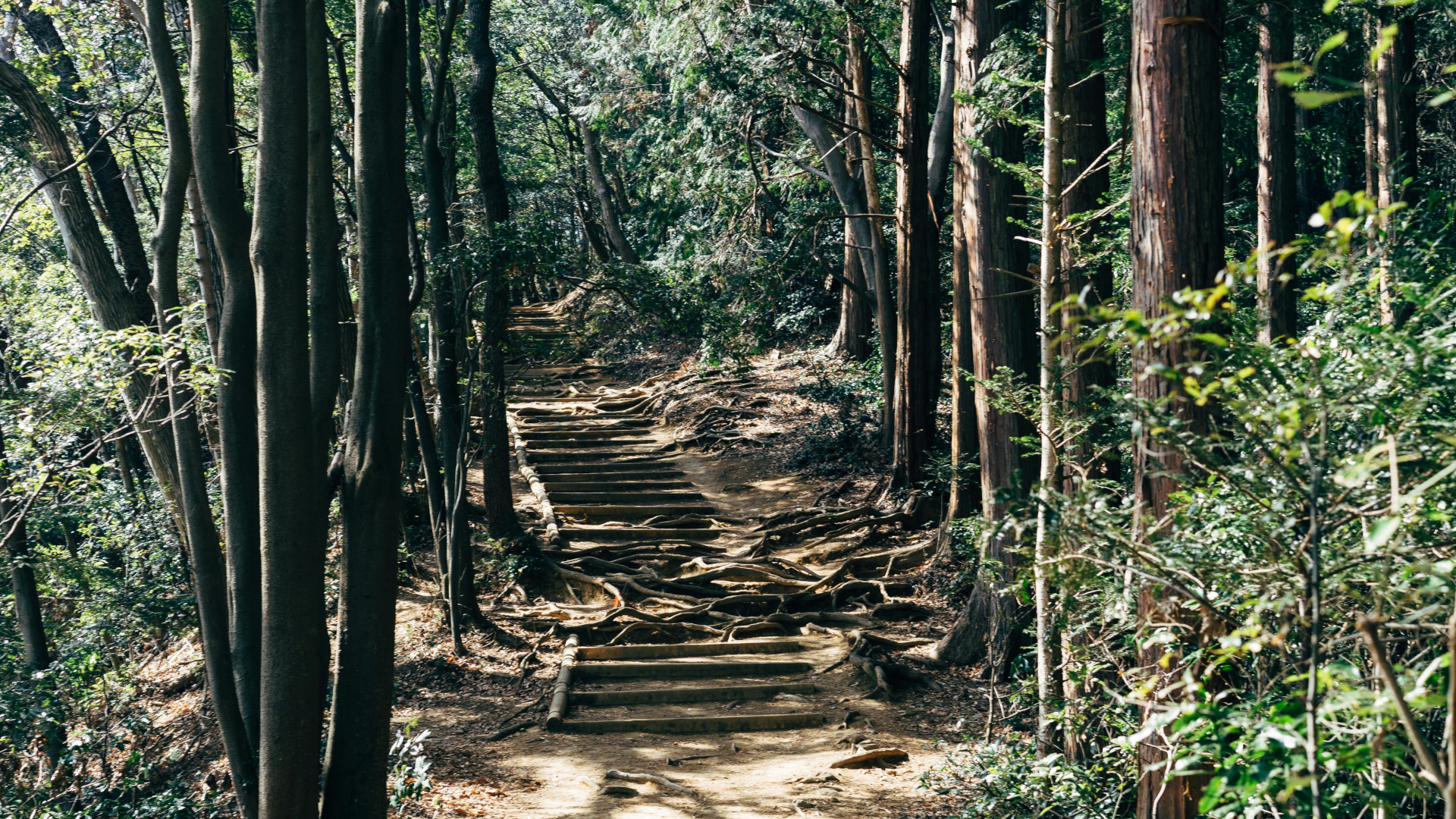 Berg Takao Pfad (Quelle: Pexels)