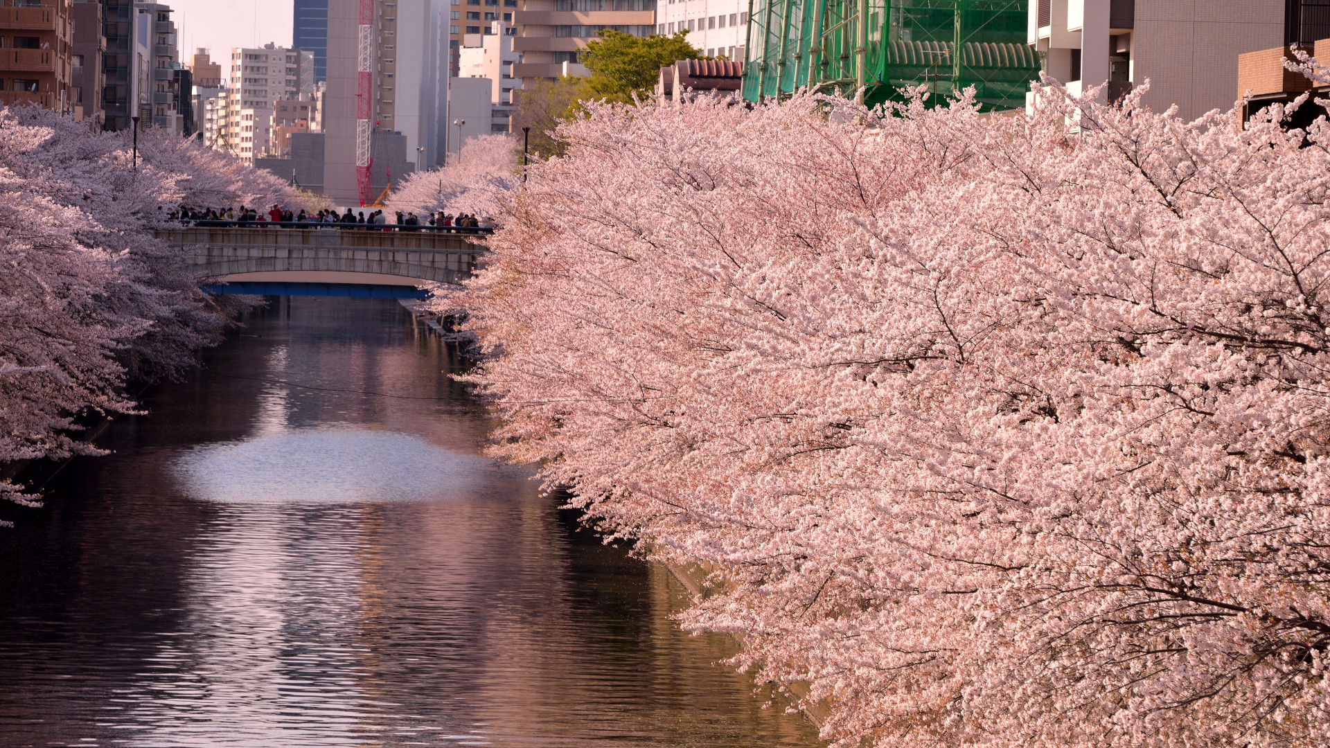 Kirschblüte in Meguro (Quelle: Photo AC)