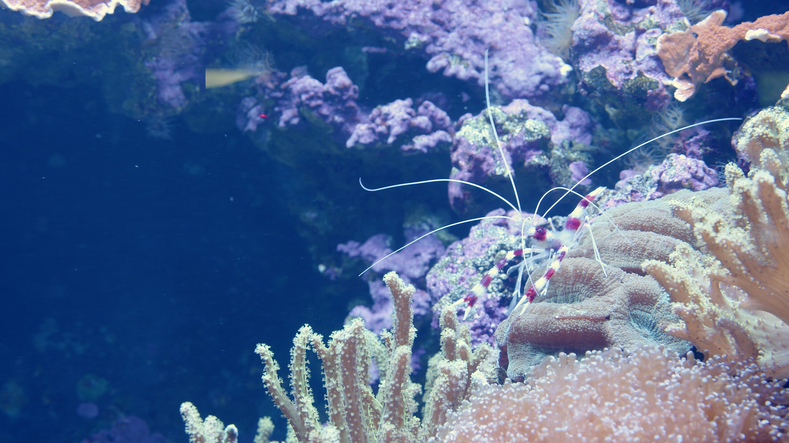 Das Leben der Seto-Inlandsee aus dem Miyajima-Aquarium